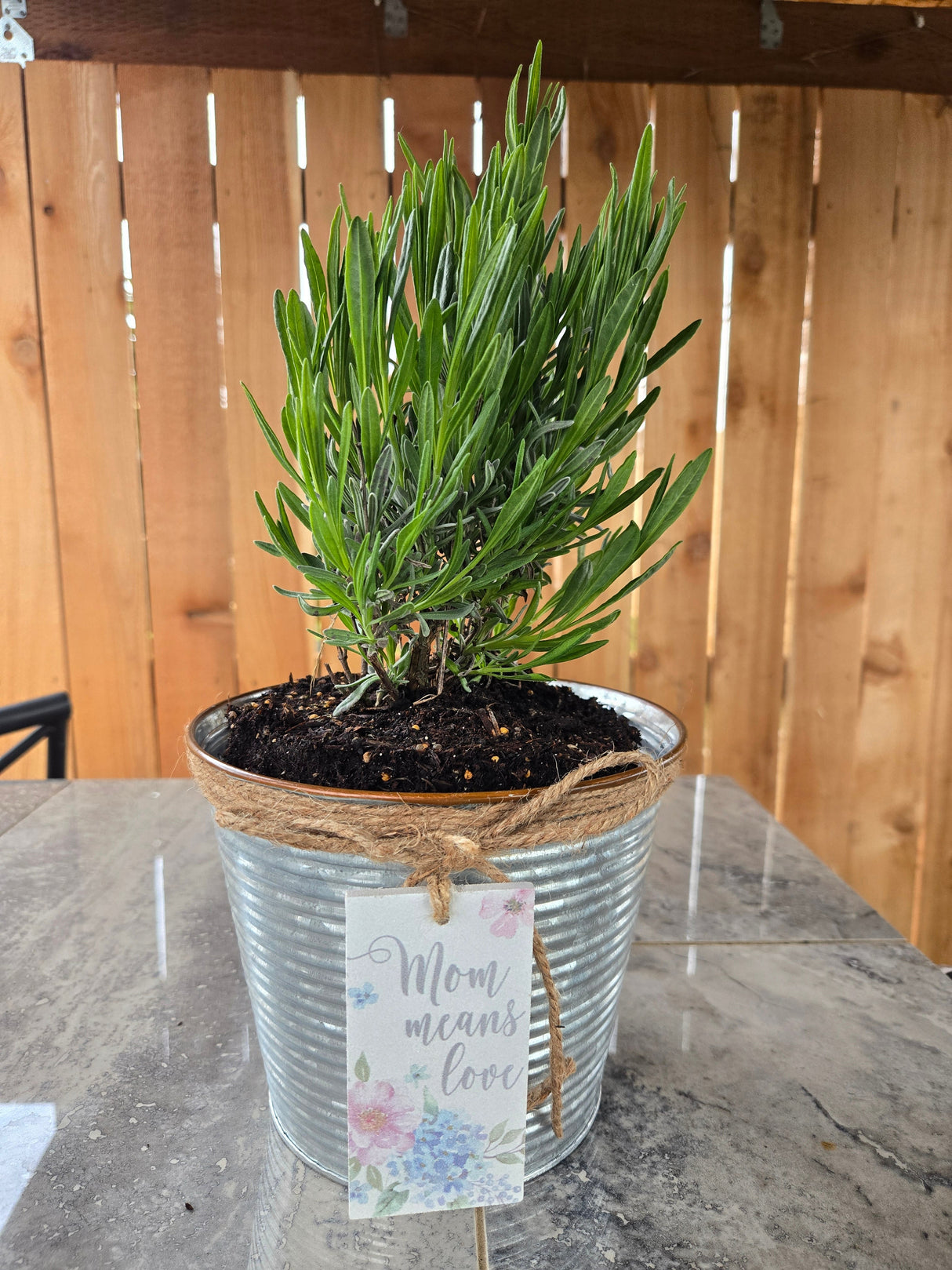 Lavender Plant in Galvanized Tin