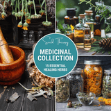 Medicinal Herb Seed Collection – 15 Varieties