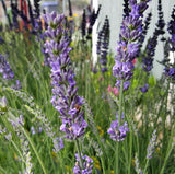 Live Phenomenal Lavender Plant
