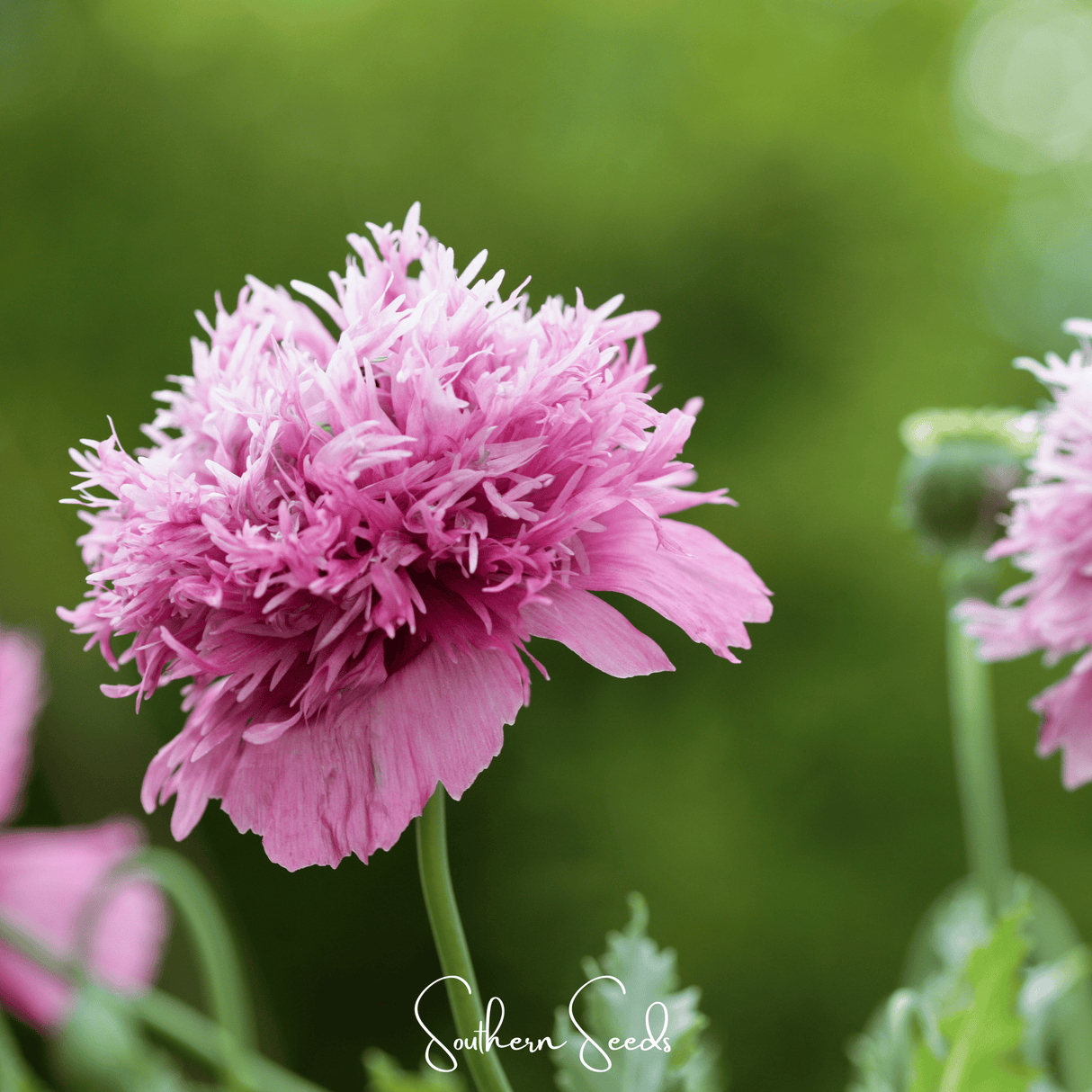 Pixie Patch Seed Collection – 10 Enchanted Varieties