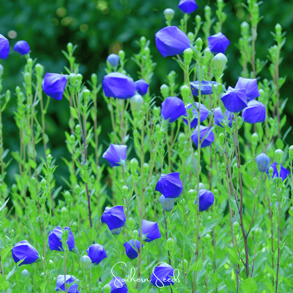 Pixie Patch Seed Collection – 10 Enchanted Varieties