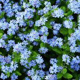 Pixie Patch Seed Collection – 10 Enchanted Varieties