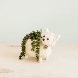 Baby Cat Coir Planter