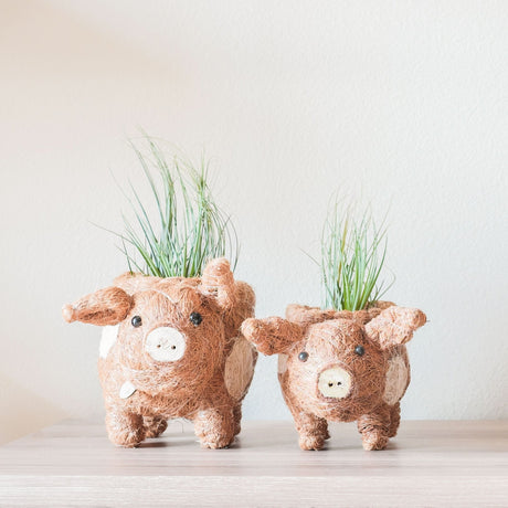 Baby Pig Succulent Coir Pot