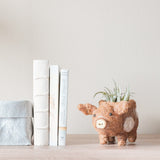 Baby Pig Succulent Coir Pot