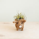 Baby Pig Succulent Coir Pot