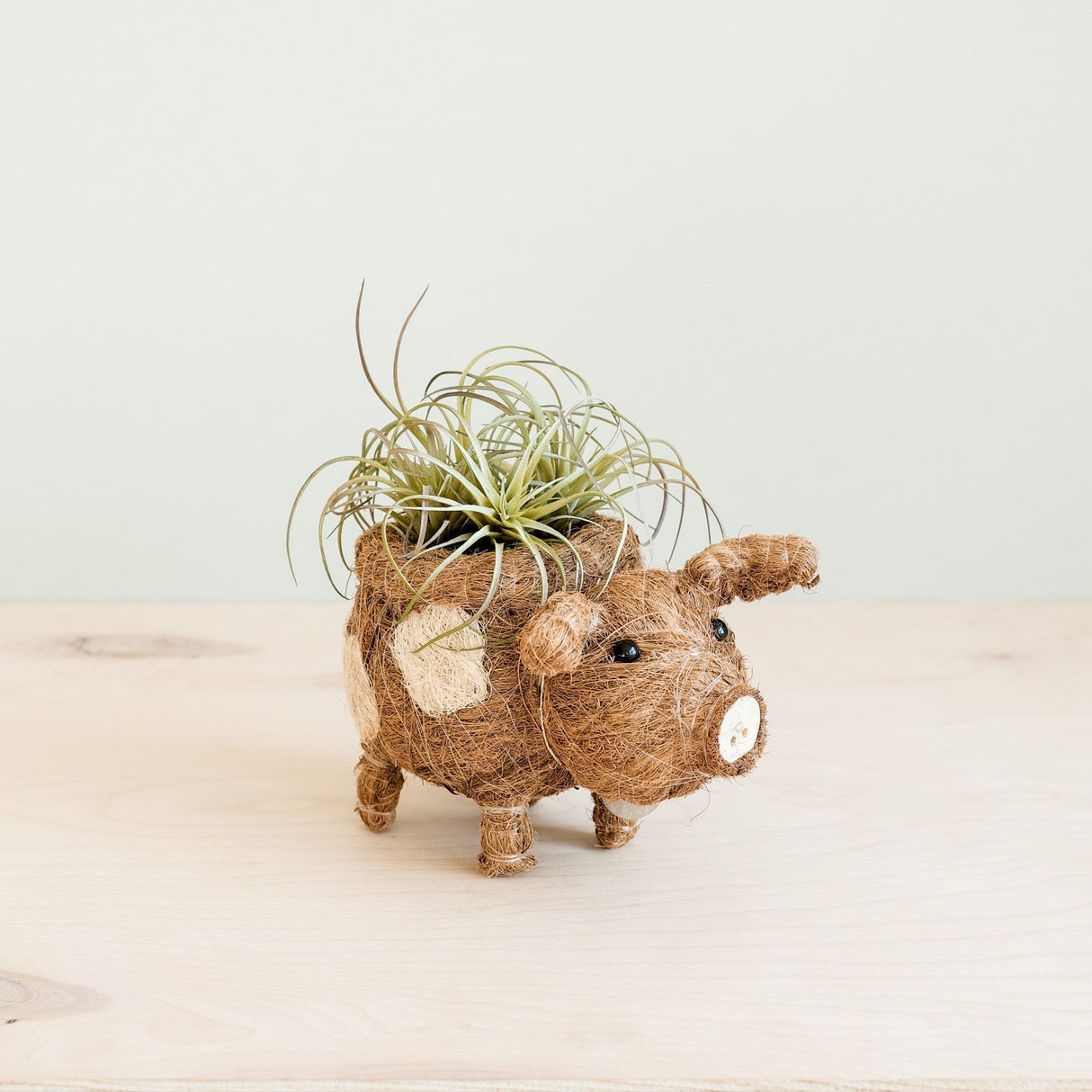 Baby Pig Succulent Coir Pot