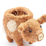 Baby Pig Succulent Coir Pot