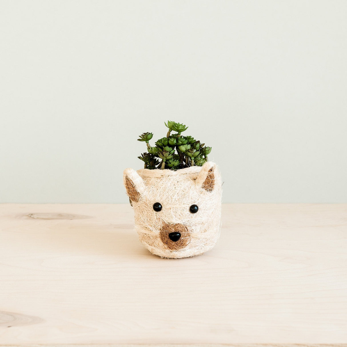 Cat Succulent Planter - Animal Head Planters