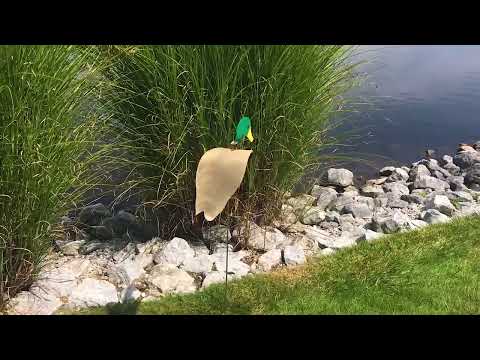 https://www.youtube.com/watch?v=lBxLXD0qAuY