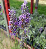 Live Provence Lavender Plant