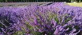 Live Blue Cushion Lavender Plant