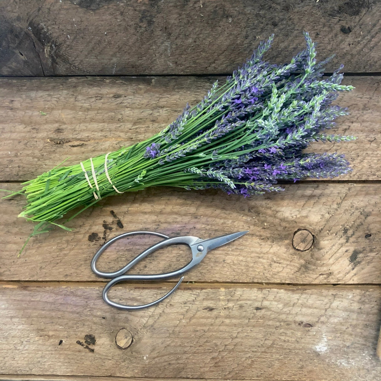 Stainless Garden Scissors