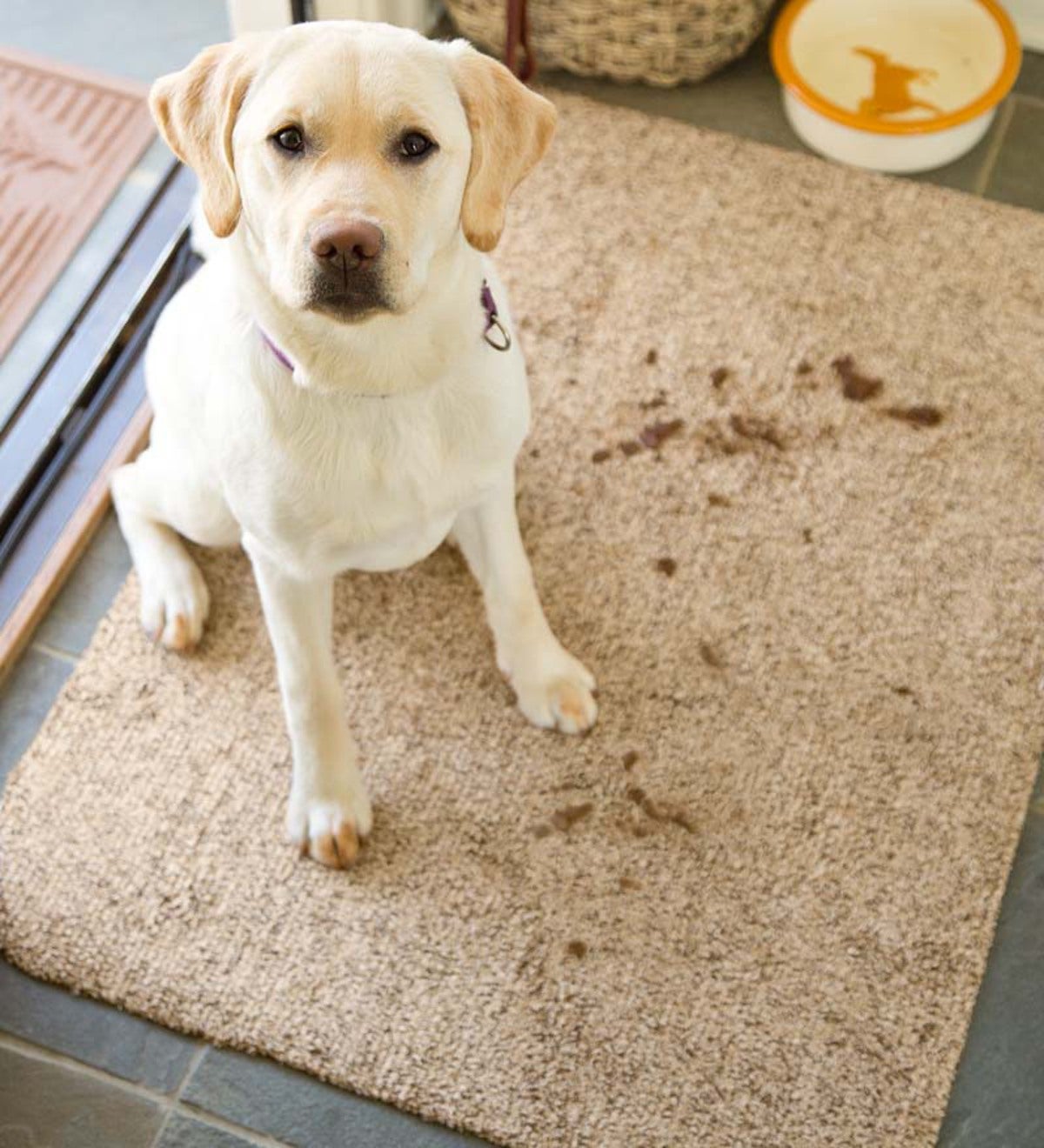 Dog sales mud rug