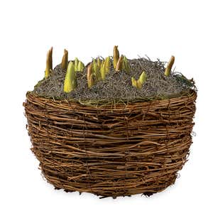 Pre-Planted Daffodil and Hyacinth Bulb Garden Gift Basket