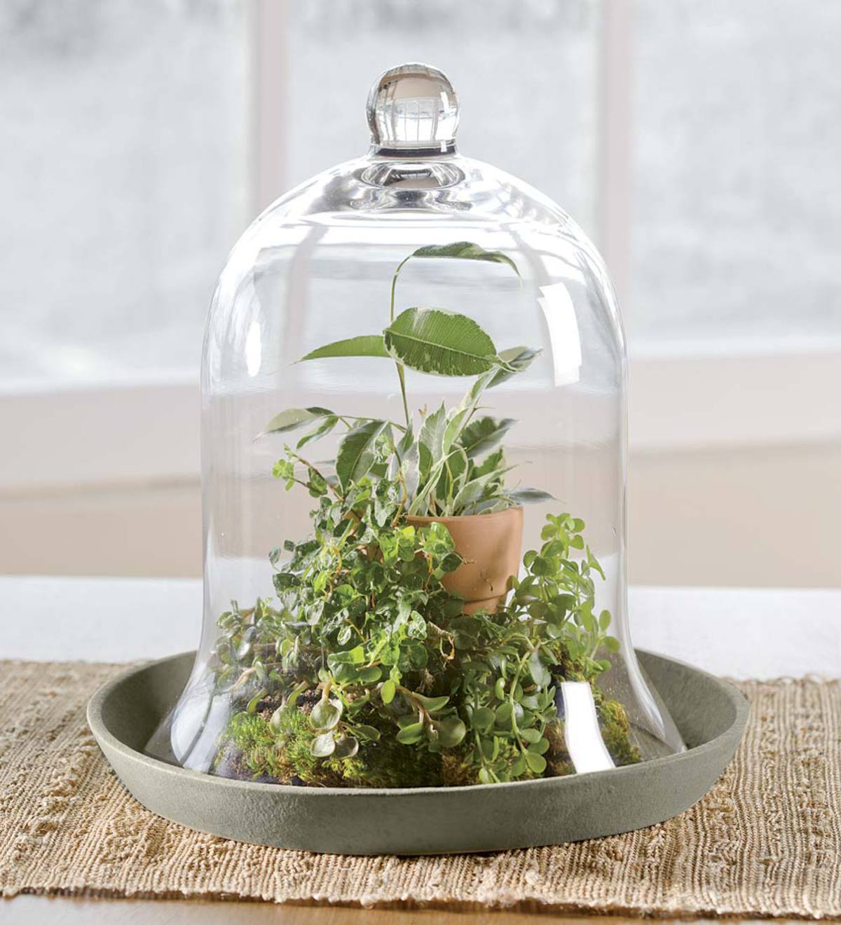 Herb Garden Cloche With Removable Glass Top | Plow & Hearth