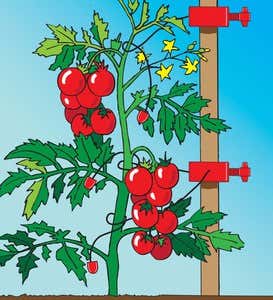 Tomato Tomboy Plant Supports, Set of 4