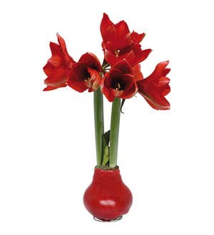 Waxed Self-Contained Amaryllis Bulbs, Set of 6