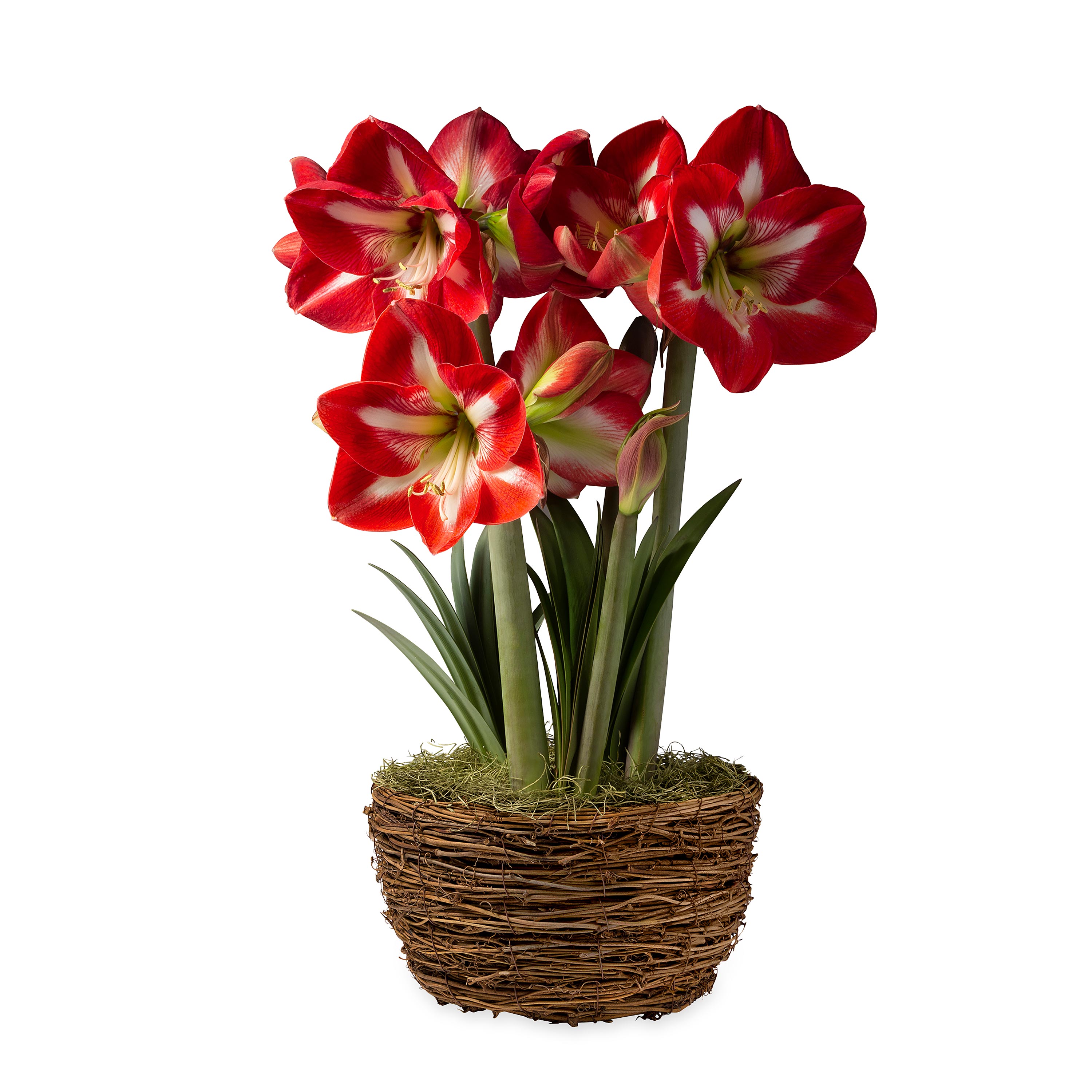 Design Amaryllis Dutch Flower Bulb Holiday Gift Garden
