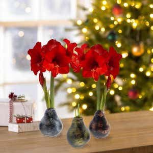 Metallic Self-Contained Waxed Amaryllis Flower Bulb