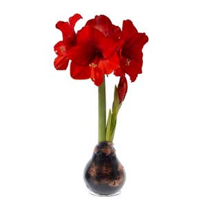 Metallic Self-Contained Waxed Amaryllis Flower Bulb