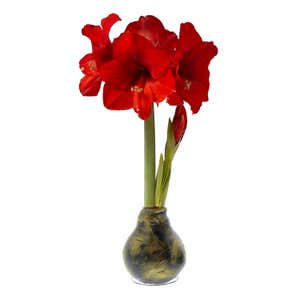 Metallic Self-Contained Waxed Amaryllis Flower Bulb