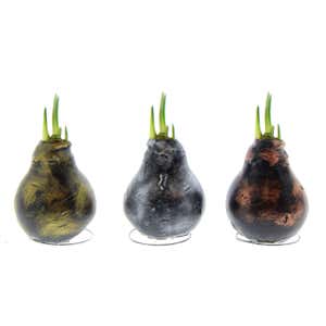 Metallic Self-Contained Waxed Amaryllis Flower Bulb