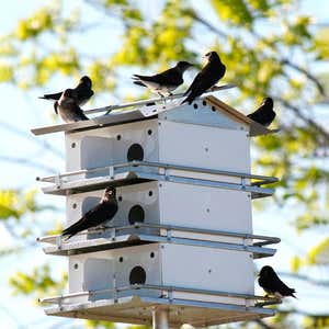 12-Room Purple Martin Birdhouse