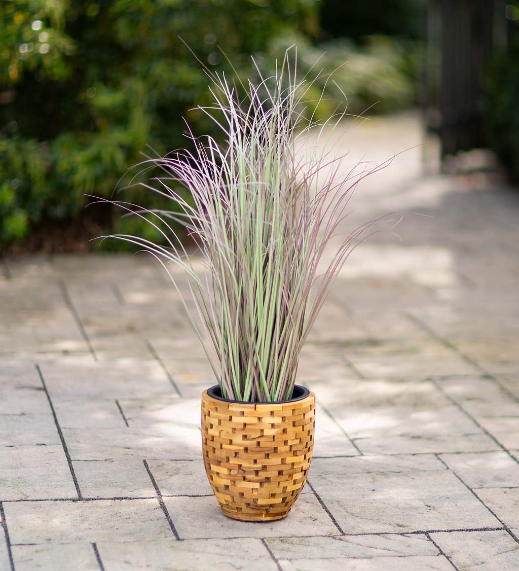 Beach Grass Plants for Sale: Enhance Your Coastal Landscape