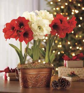 Mini African Amaryllis with 3 stakes