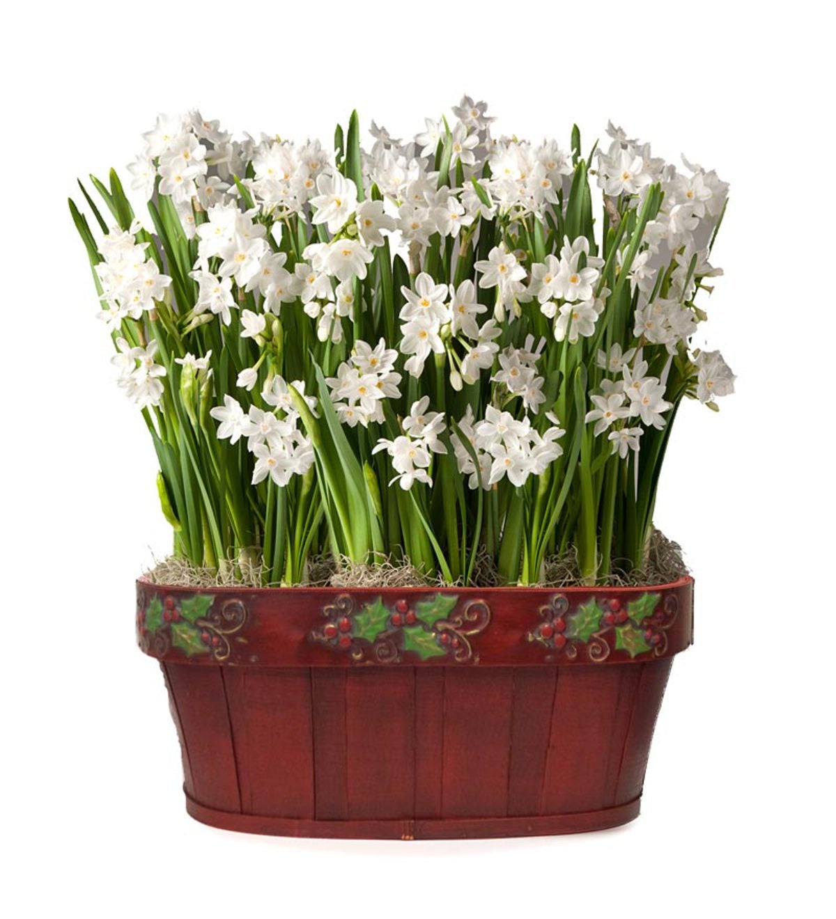 16 Daffodil Plant With Bulb