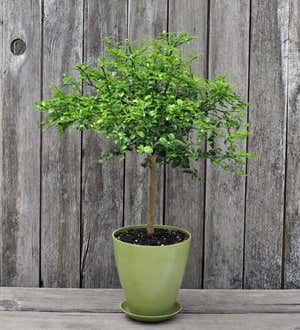 Potted Australian Finger Lime Tree