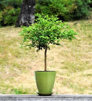 Potted Australian Finger Lime Tree