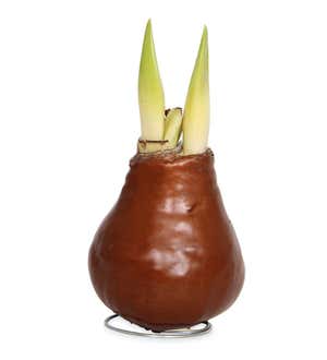 Waxed Self-Contained Amaryllis Flower Bulb Gift