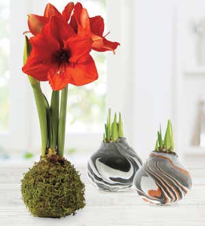 Jumbo Marble Waxed Self-Contained Amaryllis Flower Bulb Gift