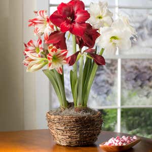 A blooming red and white amaryllis bulb garden. Shop Gifts Under $50